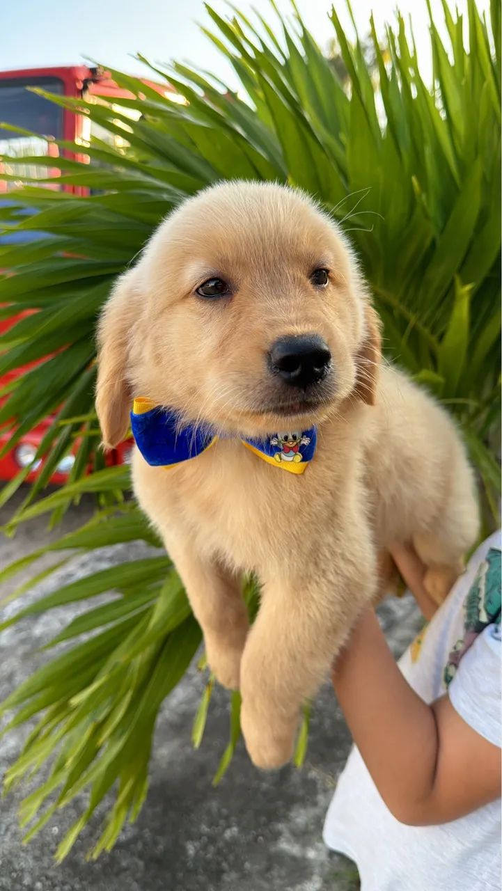 Golden retriever  - Foto 5