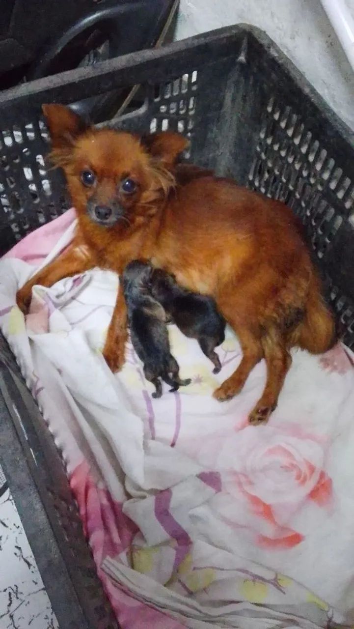 Pinscher com Chihuahua  - Foto 5