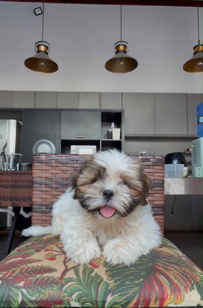 Cachorro  - Foto 4