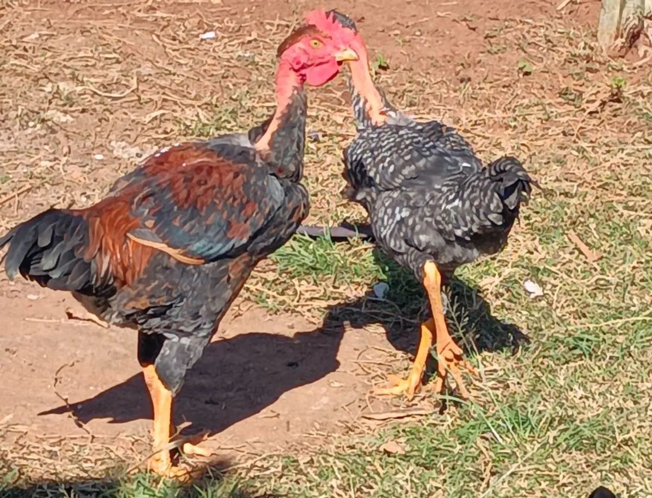 Galinhas - Foto 2