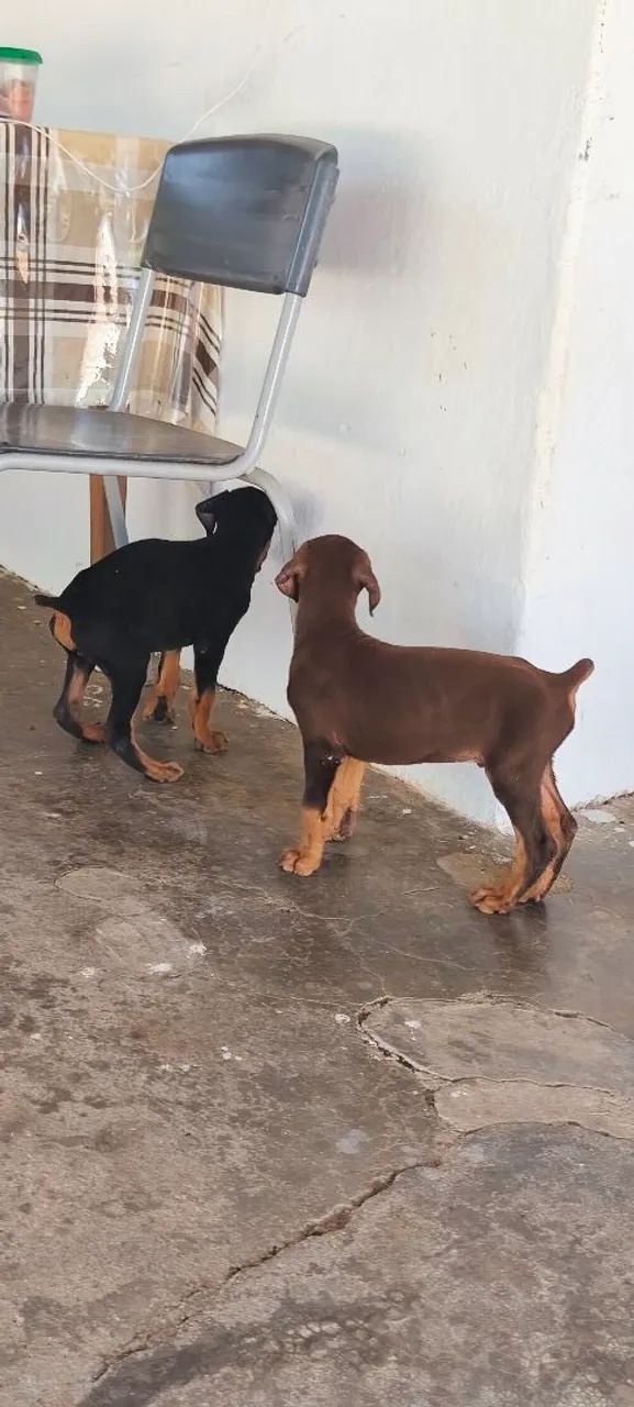 Filhotes disponíveis para entrega!! - Foto 3