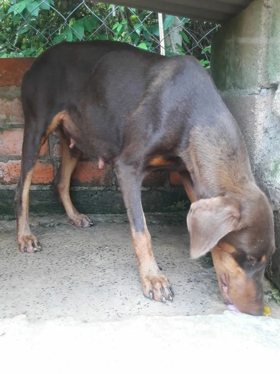 Dobermann - Foto 5