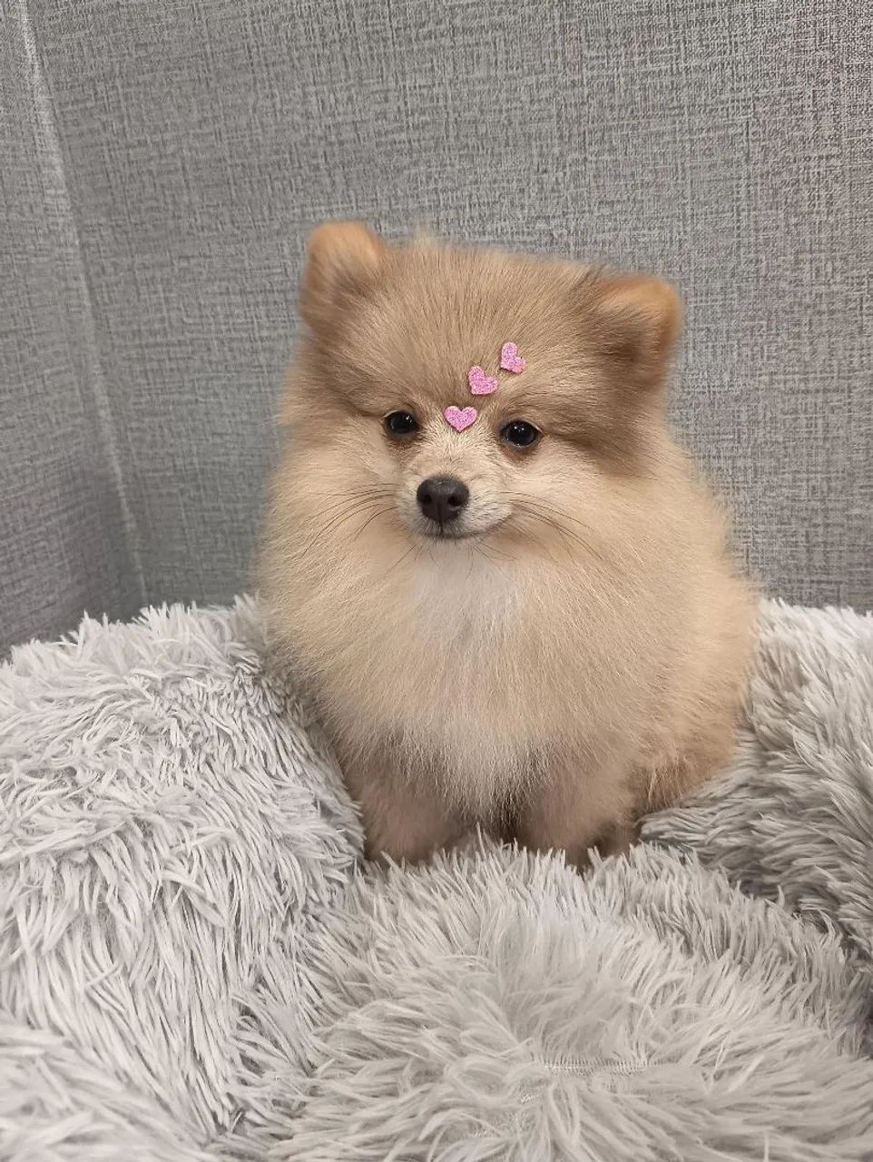 Spitz alemão  - Foto 2