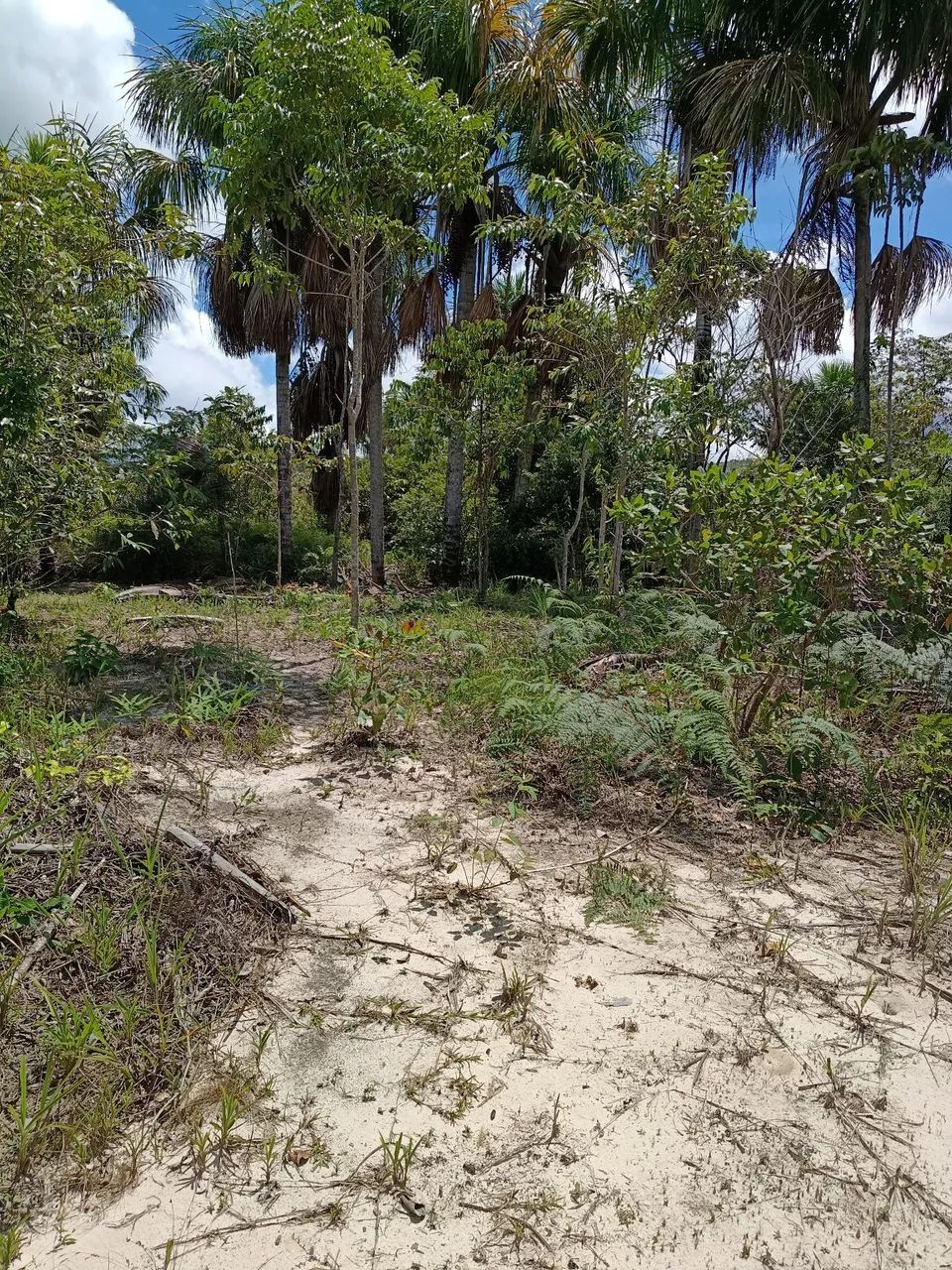 Terreno em tepequem  - Foto 14