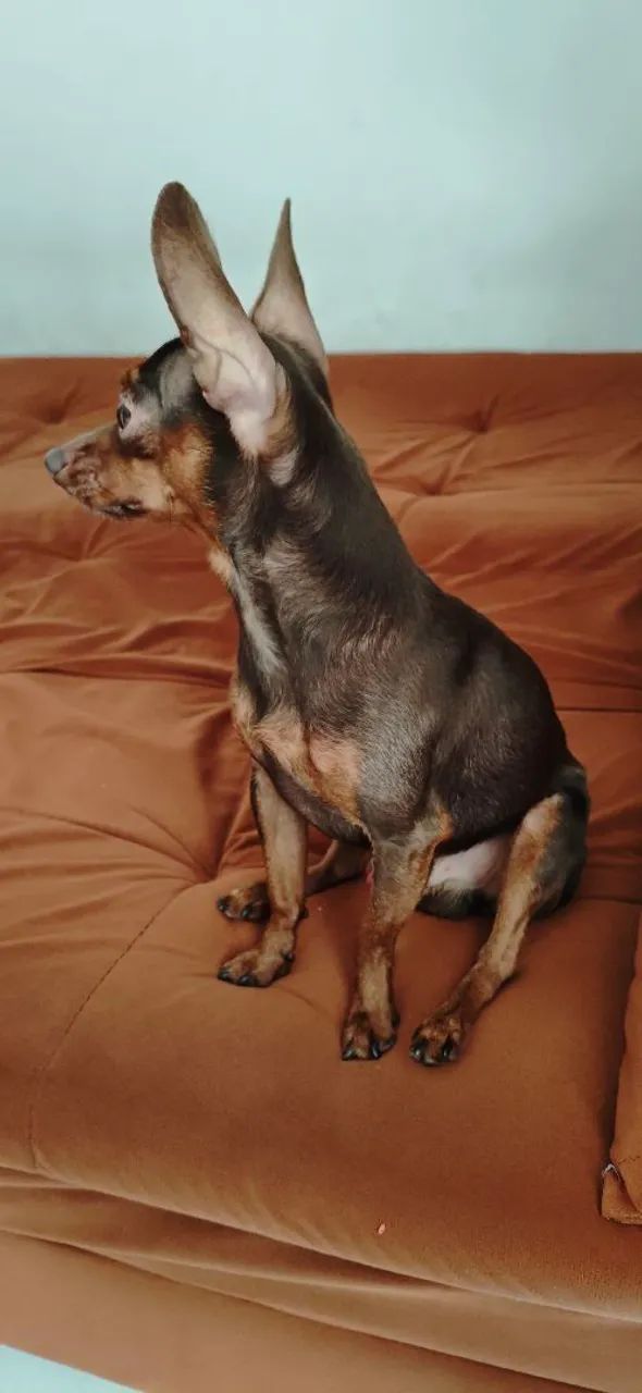 Pincher 01 - Foto 3
