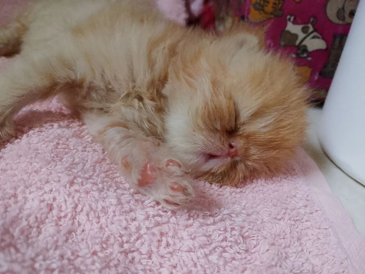 Filhotes de gato persa - Foto 3