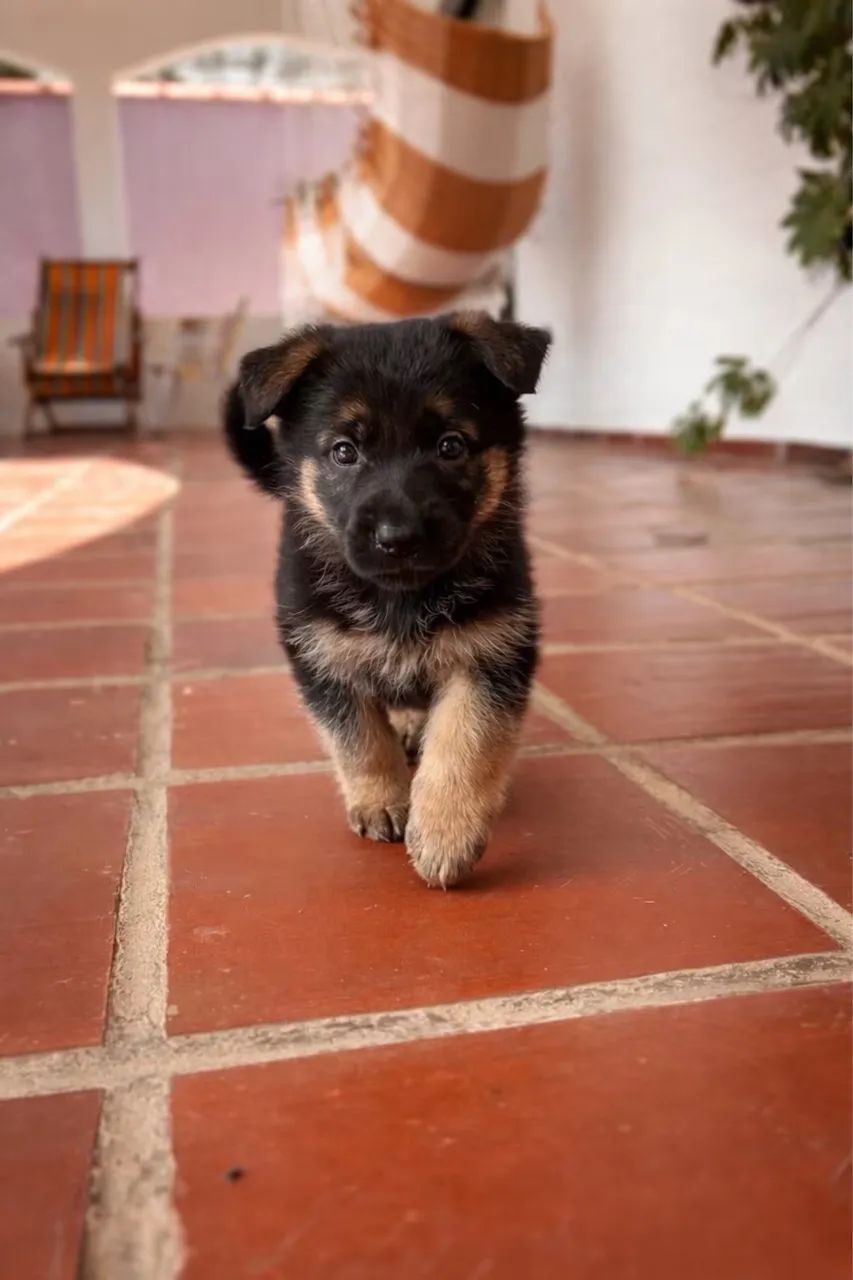 Filhote pastor alemão linhagem com pedigree 