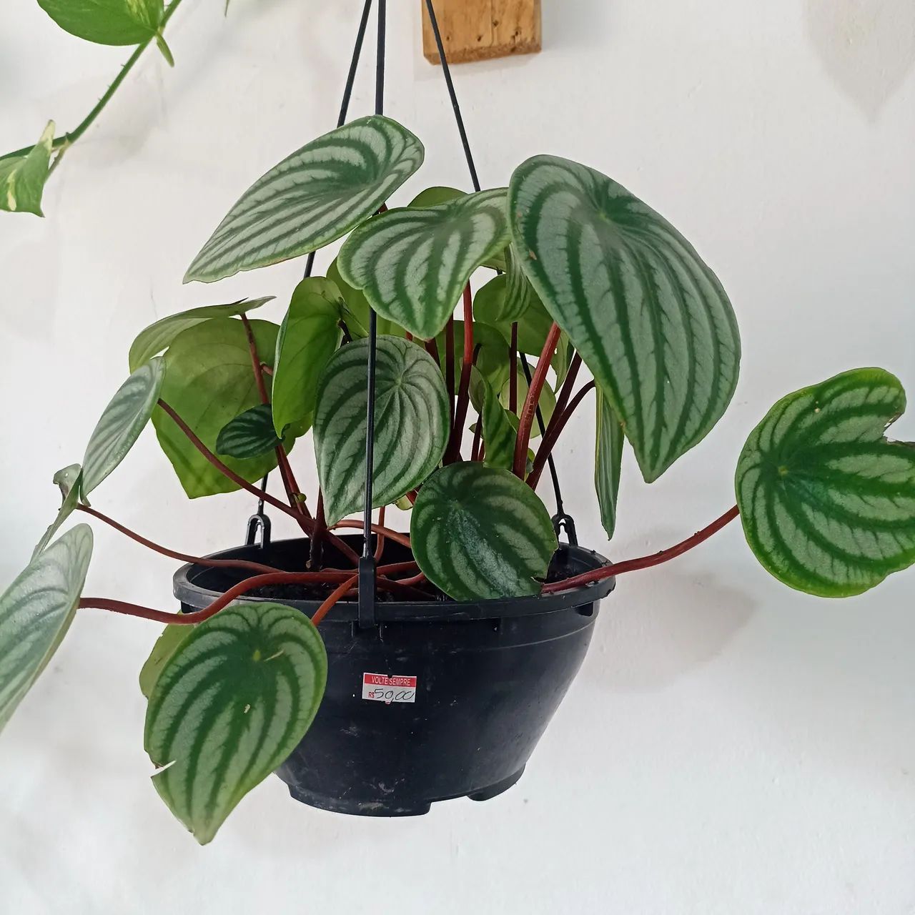 Vendo peperomia melancia - Foto 5