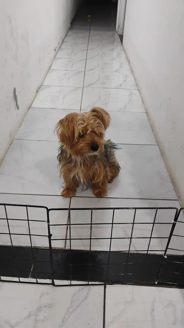procura-se uma namorada para zayon  - Foto 2