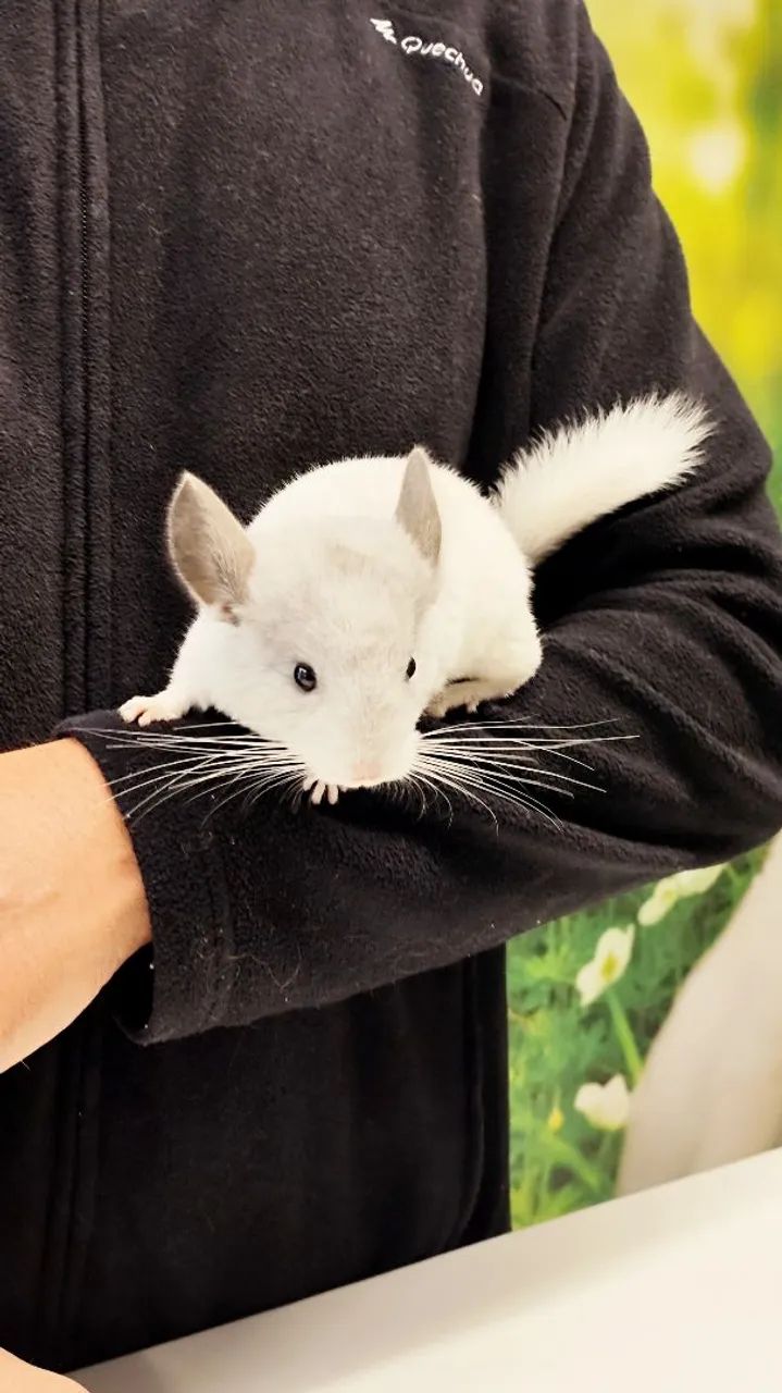 Chinchila cor mosaico branco macho filhote  - Foto 4