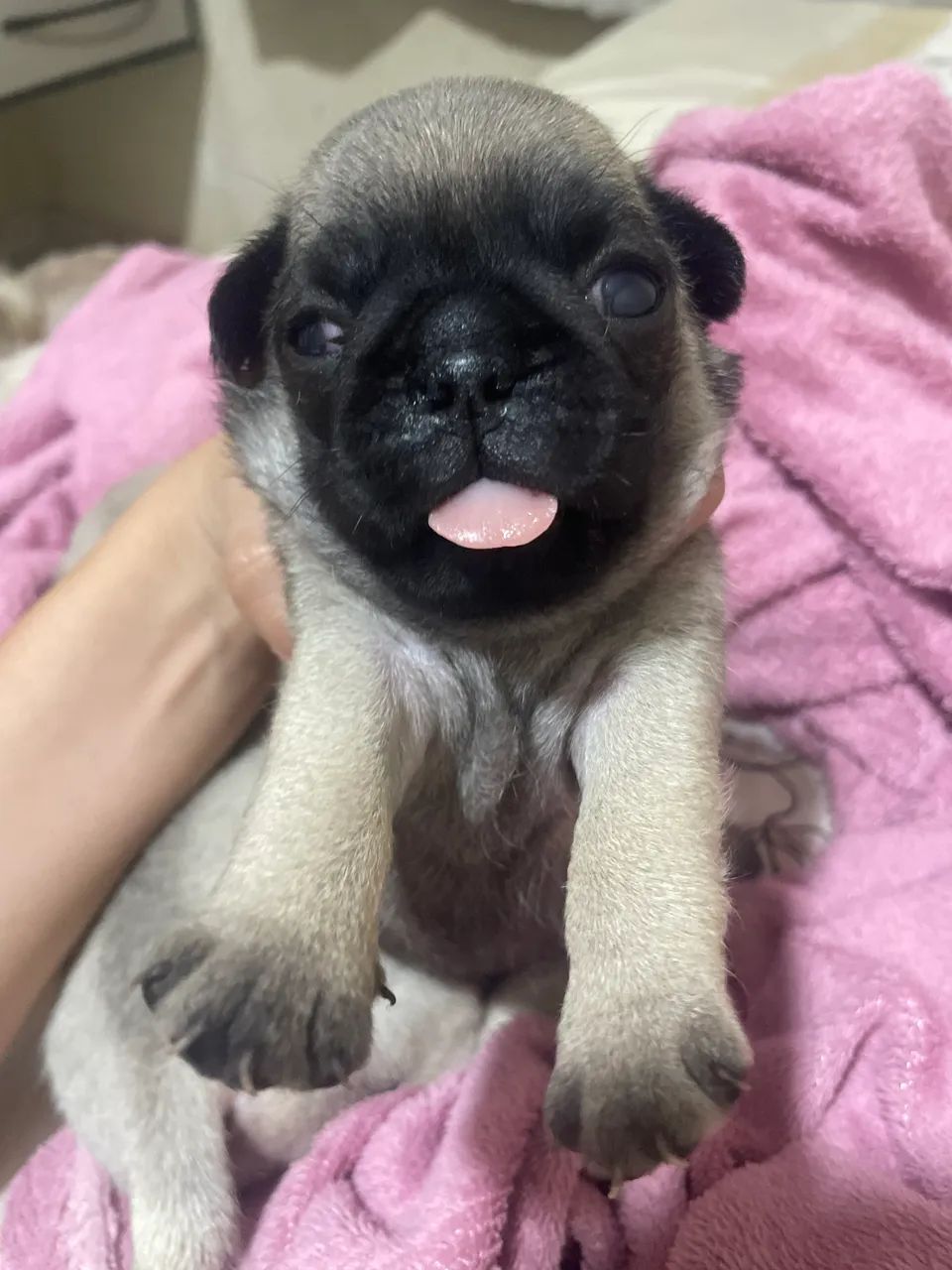 Pug Fêmea - Foto 4