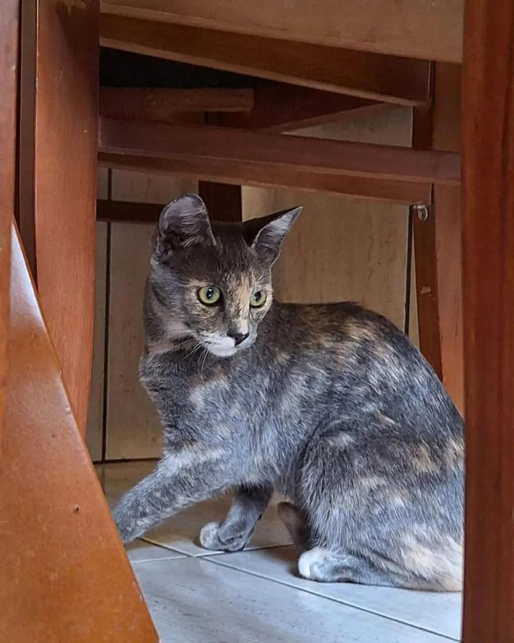 Gatos para Doação  - Foto 2