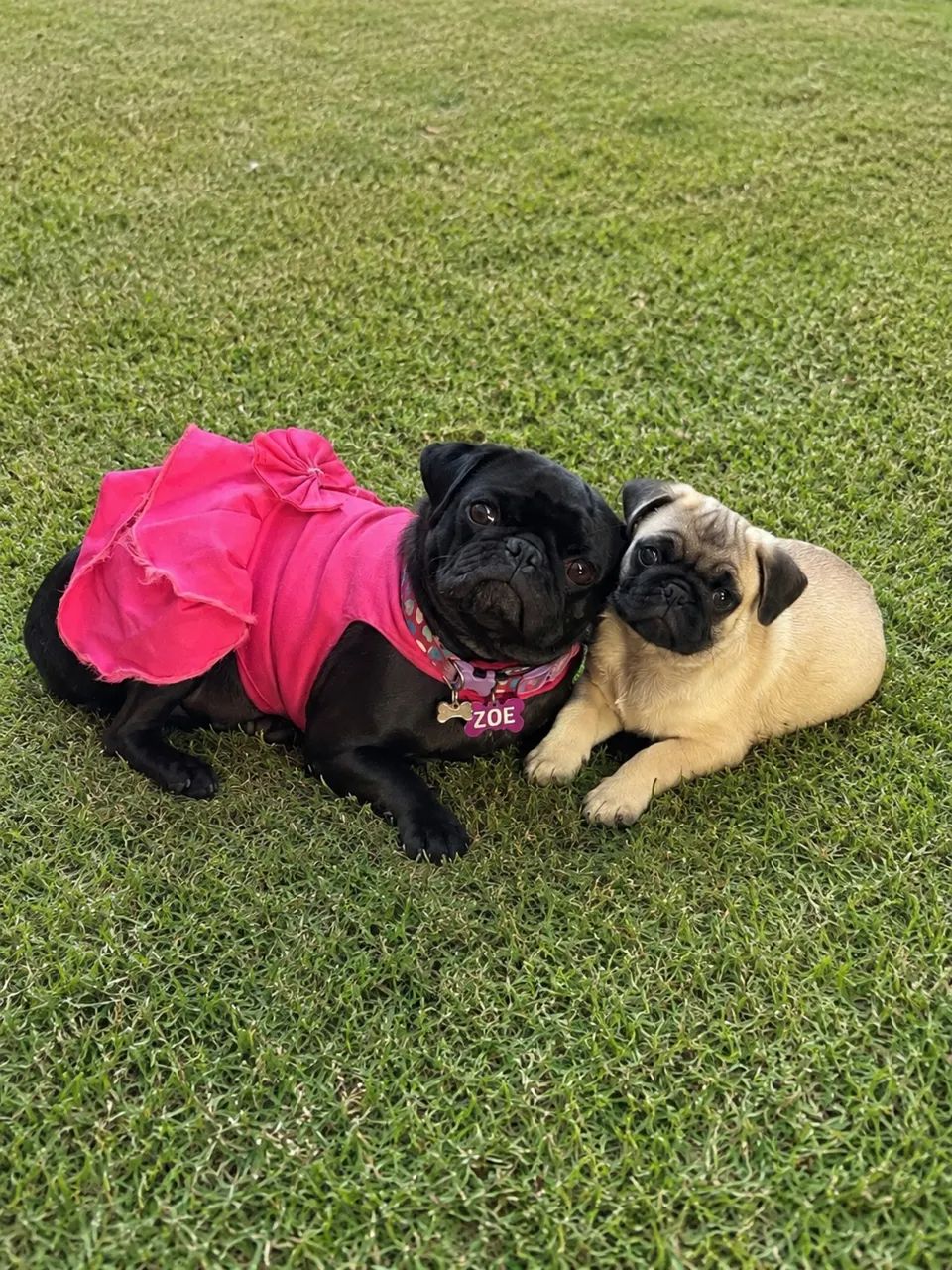 Pug Macho - Foto 4