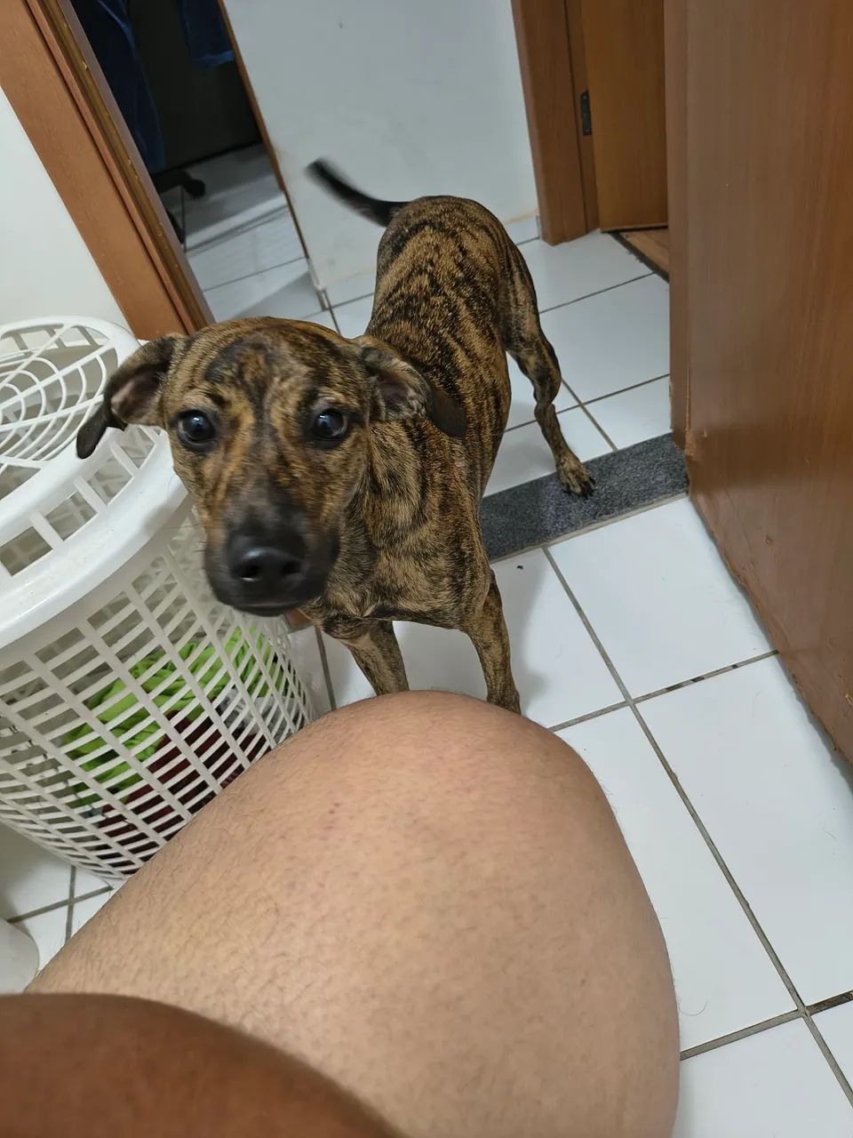 Cadela para doação 
