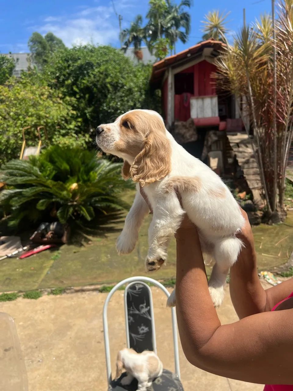 Coker spaniel - Foto 2