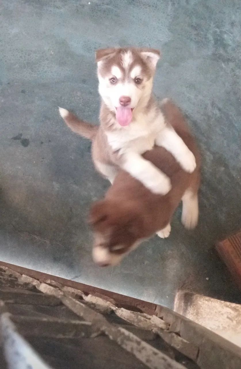 husky - Foto 2