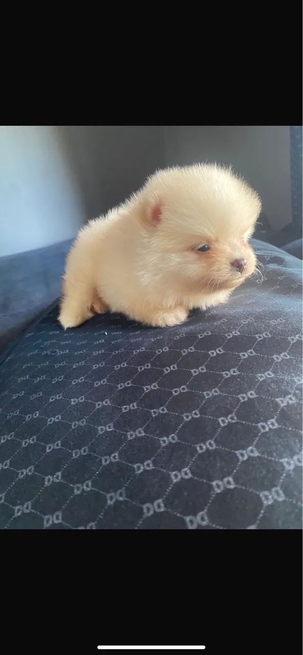 Spitz alemão macho 