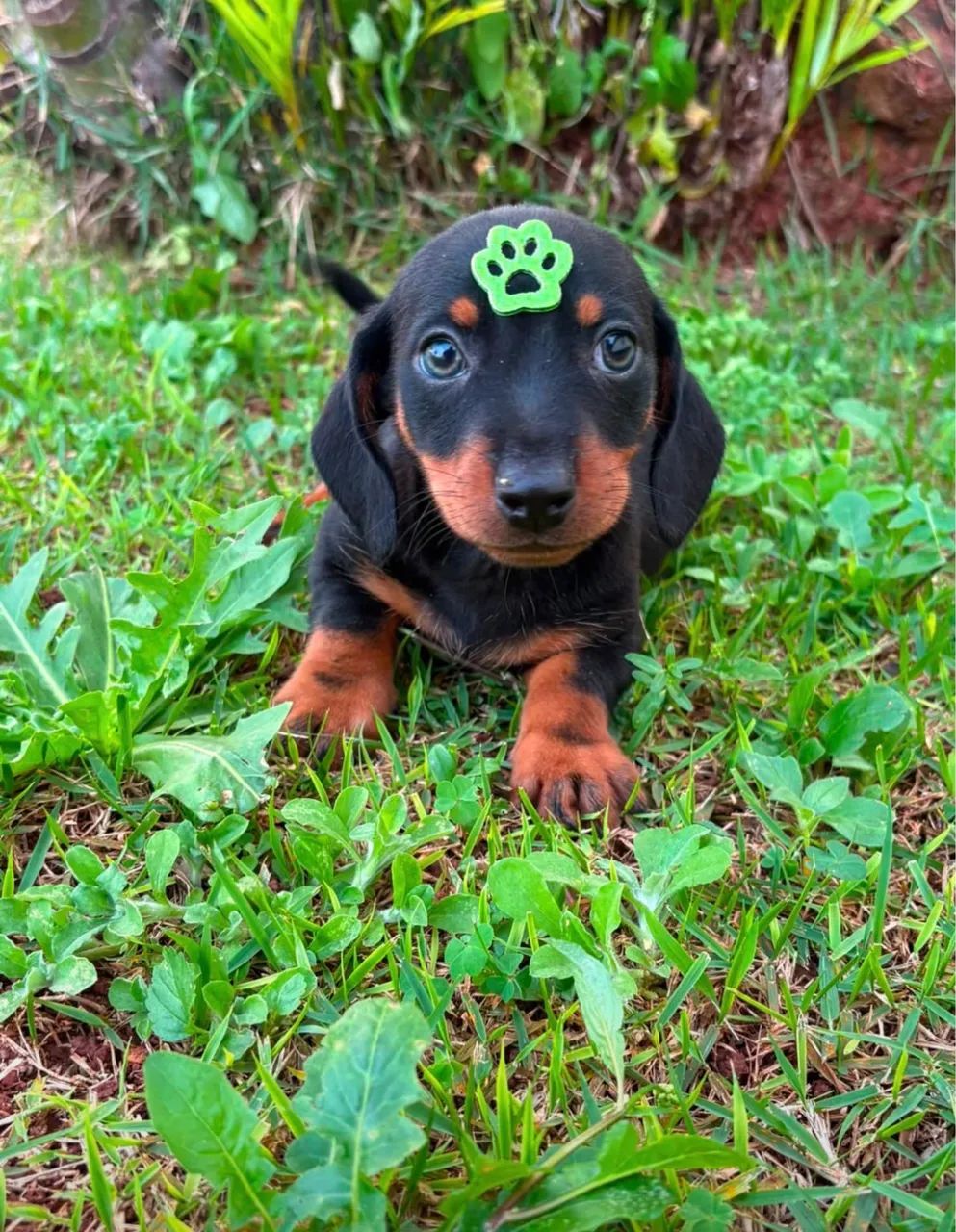 Dachshund - Foto 3