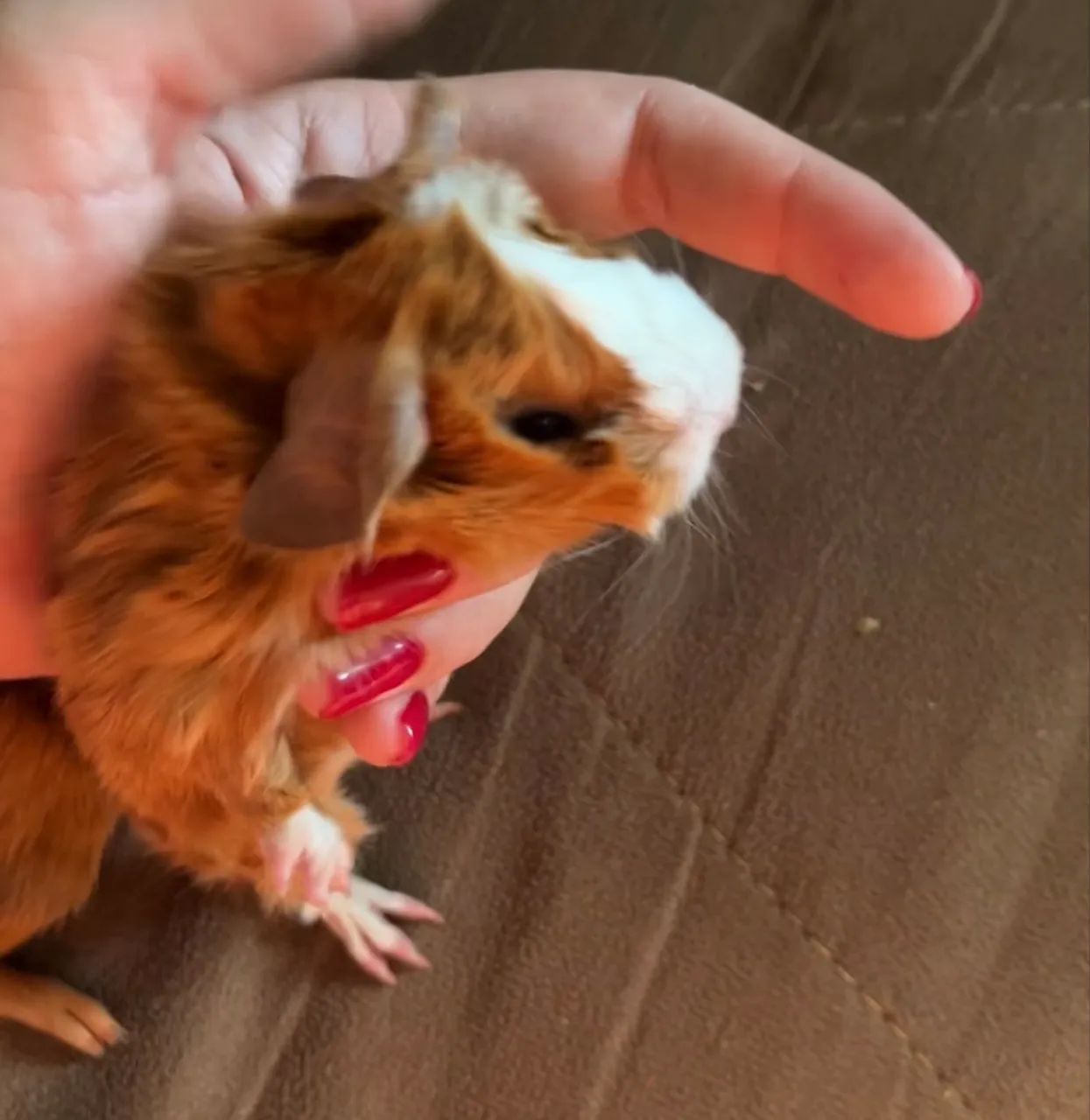 Porquinho da índia  ler descrição 65203908188801123