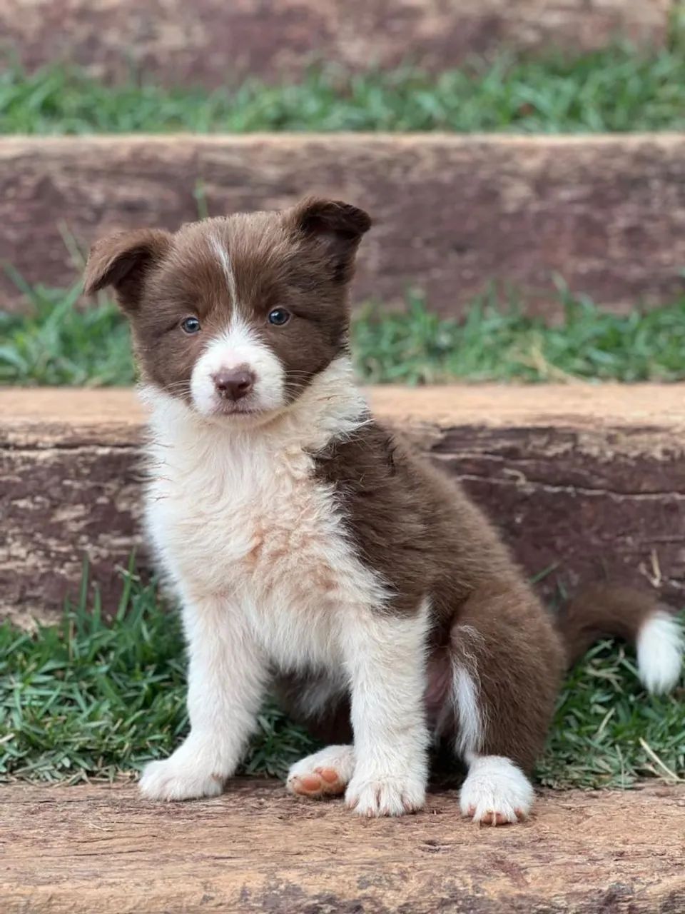 Border Collie  - Foto 5