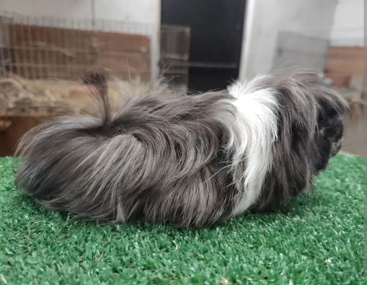 Porquinho da india peruano - Foto 5