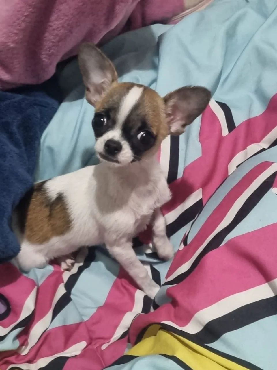Chiuahua macho  - Foto 3