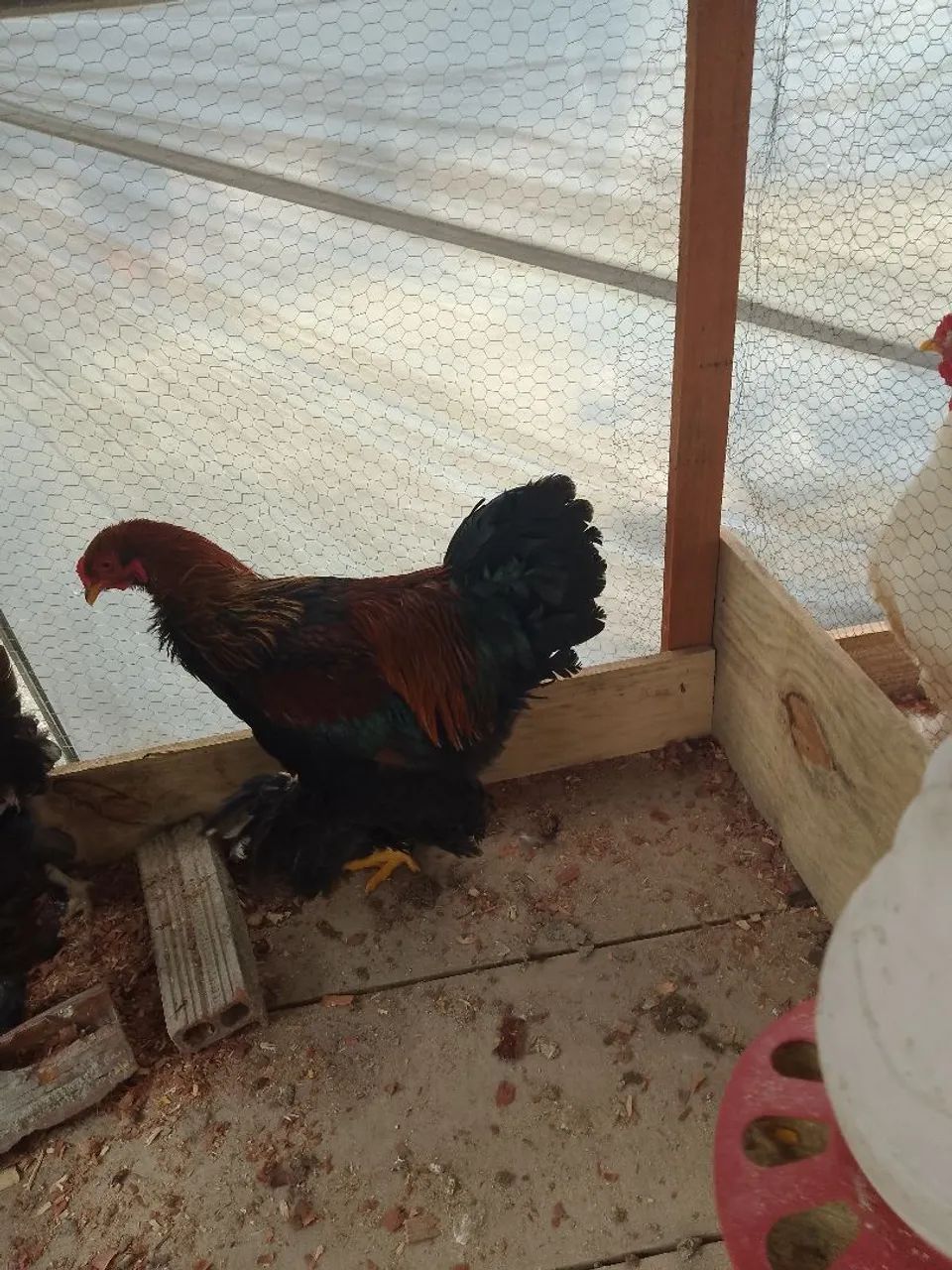 VENDE SE FRANGO.BRAMHA PERDIZ