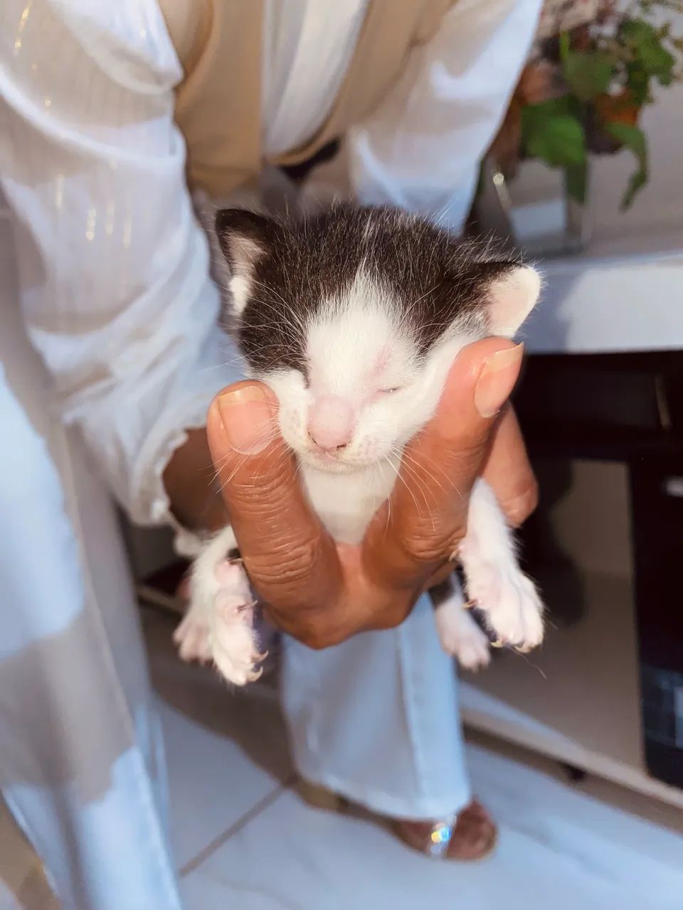 Doação de gatinhos  - Foto 3