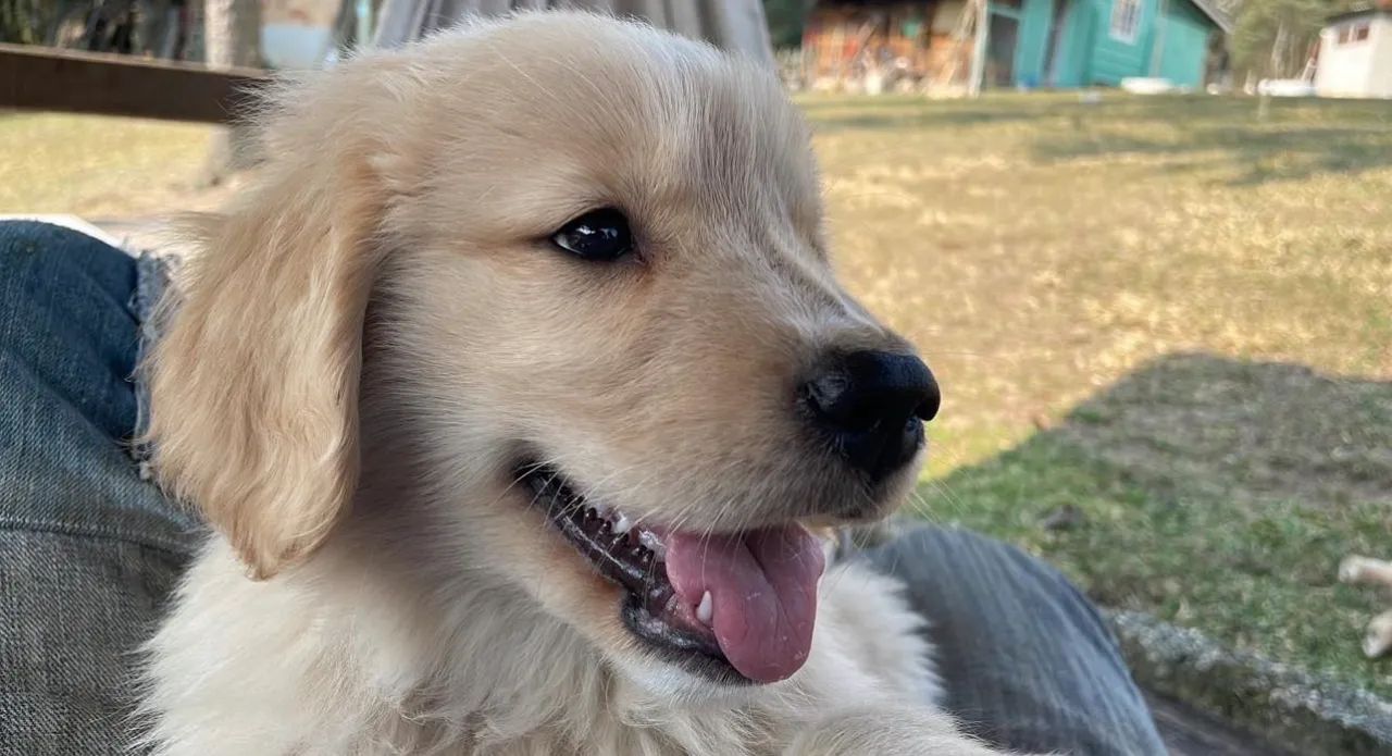 Golden - Foto 2