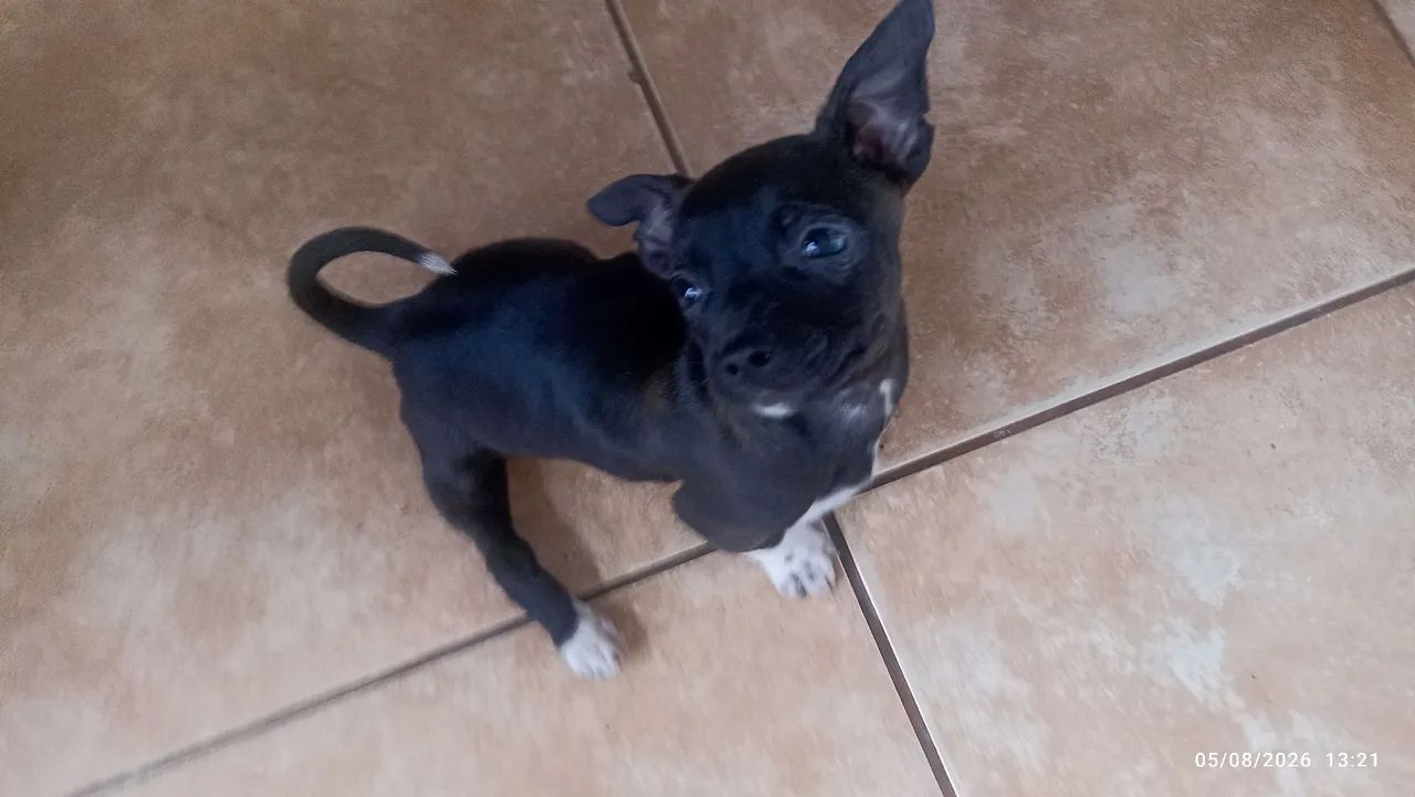 Cachorrinha para adoção  - Foto 2