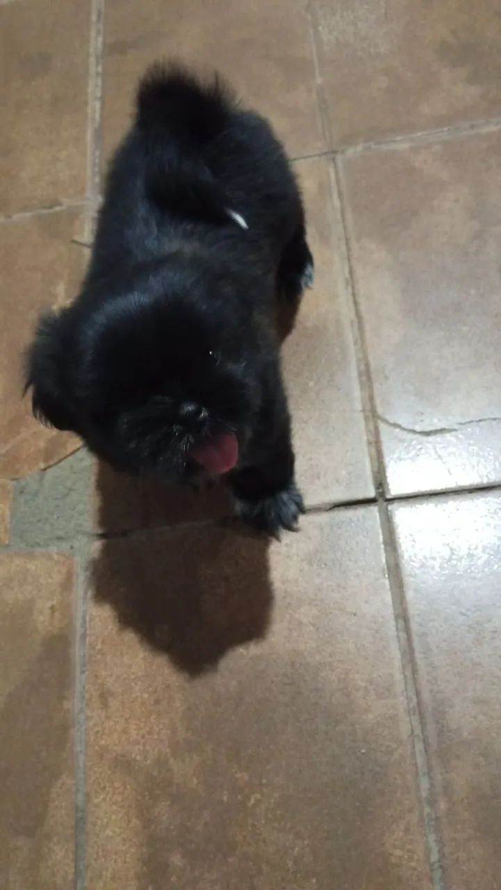 Cachorro chityzu  - Foto 5