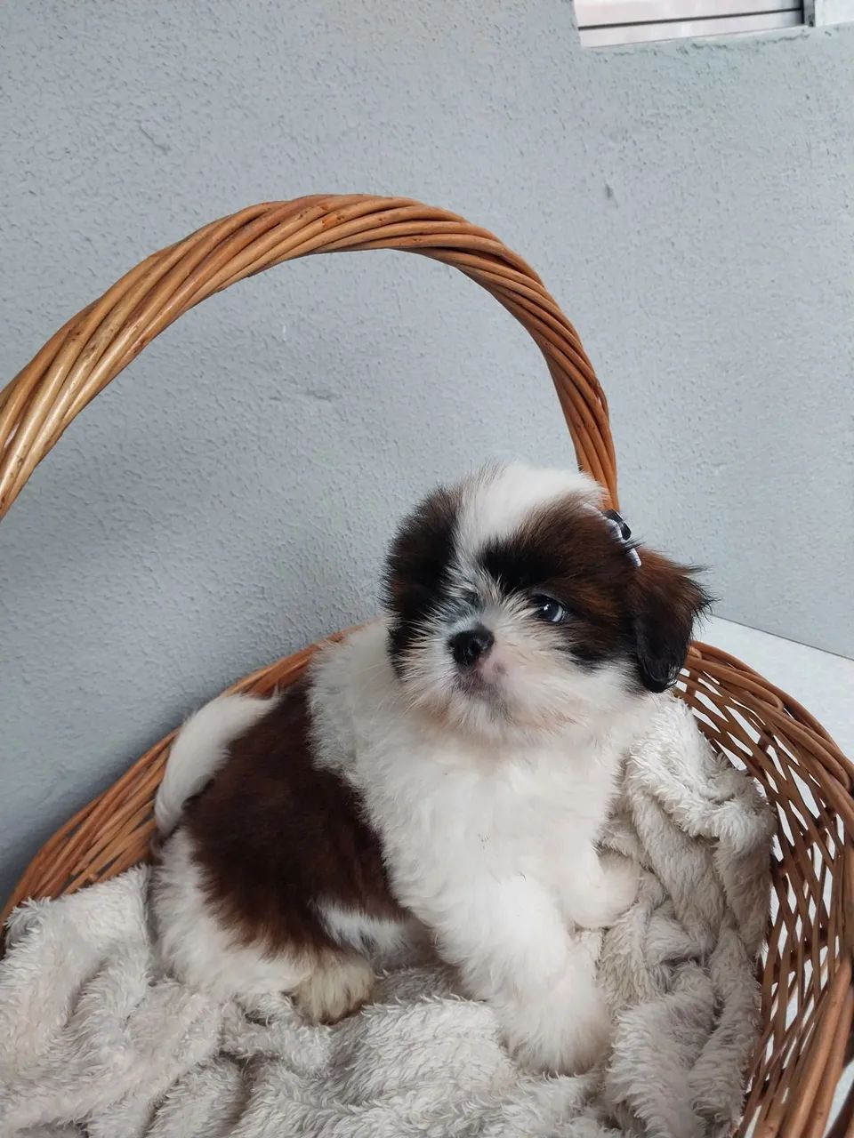 Fêmeas Shih-tzu  - Foto 4