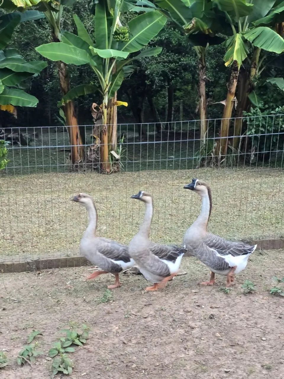 Ganso  - Foto 4
