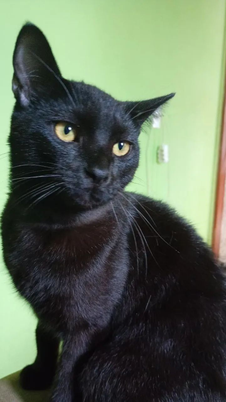 Doação gato castrado - Foto 2