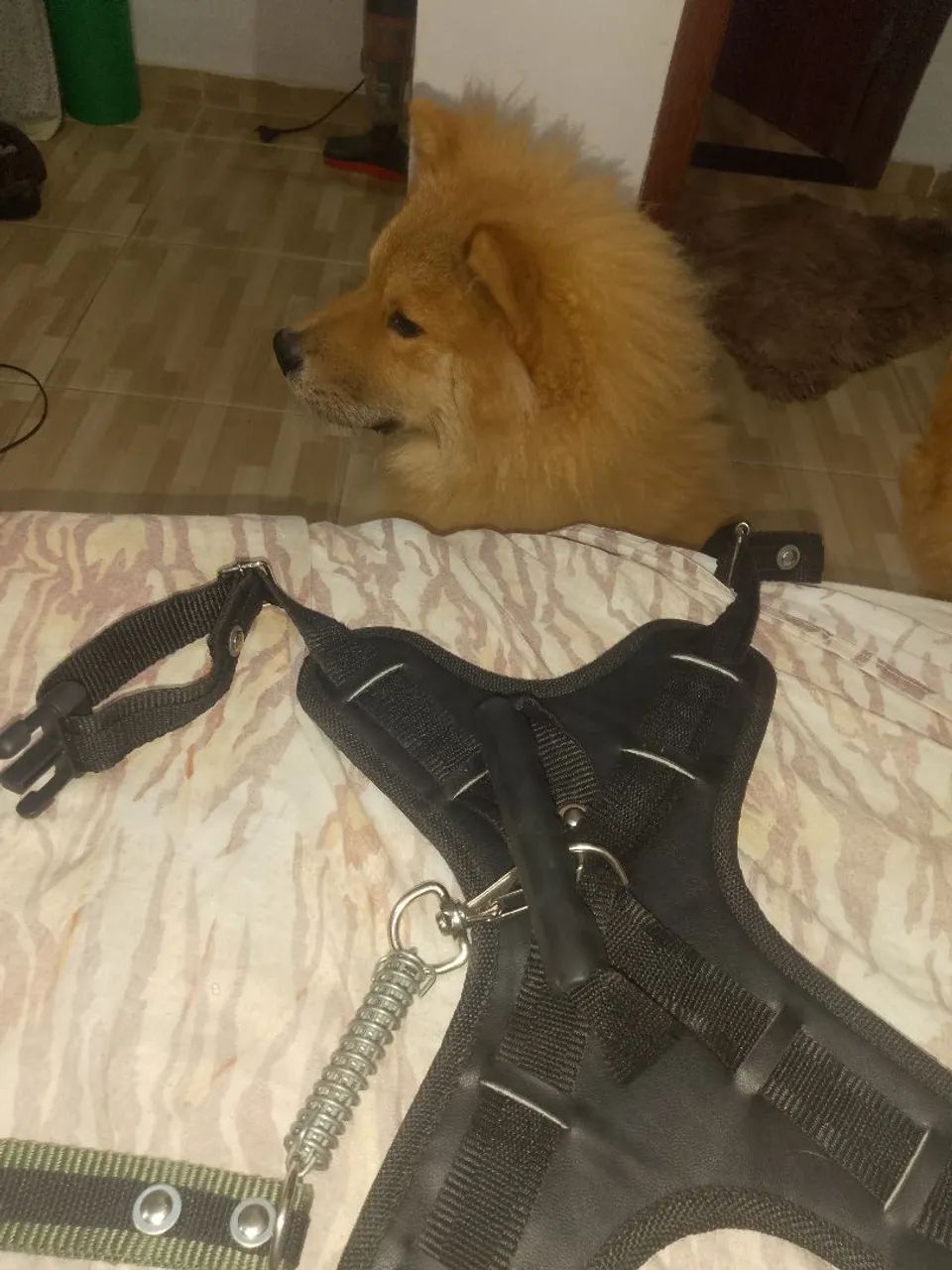 Chow Chow  - Foto 2