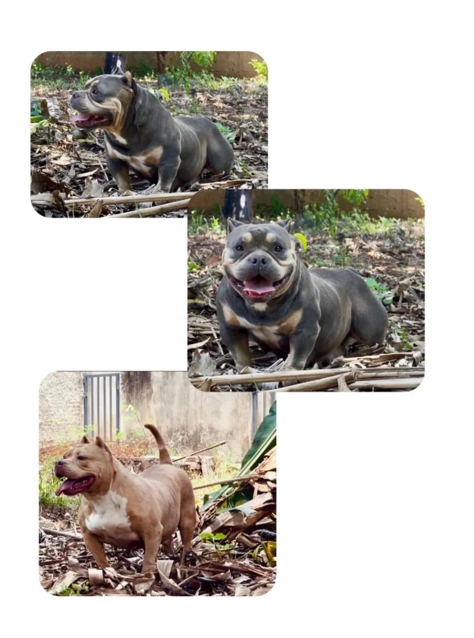 American Bully