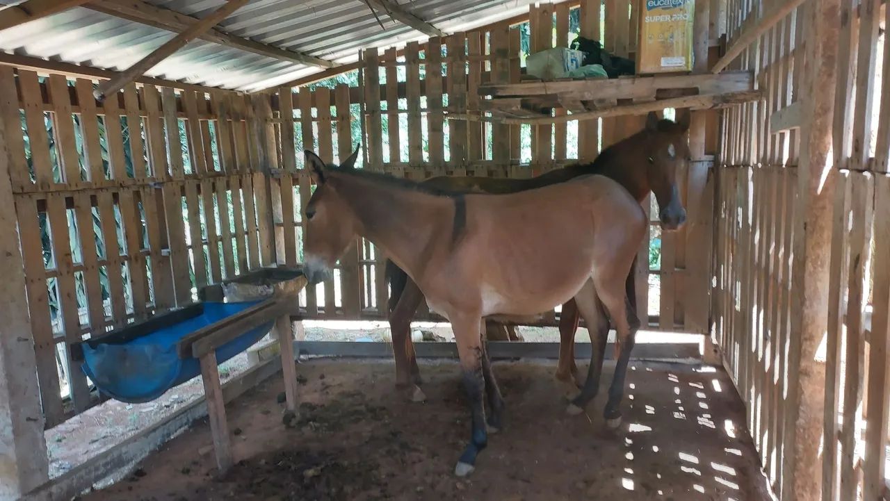 Vendo mula  - Foto 3