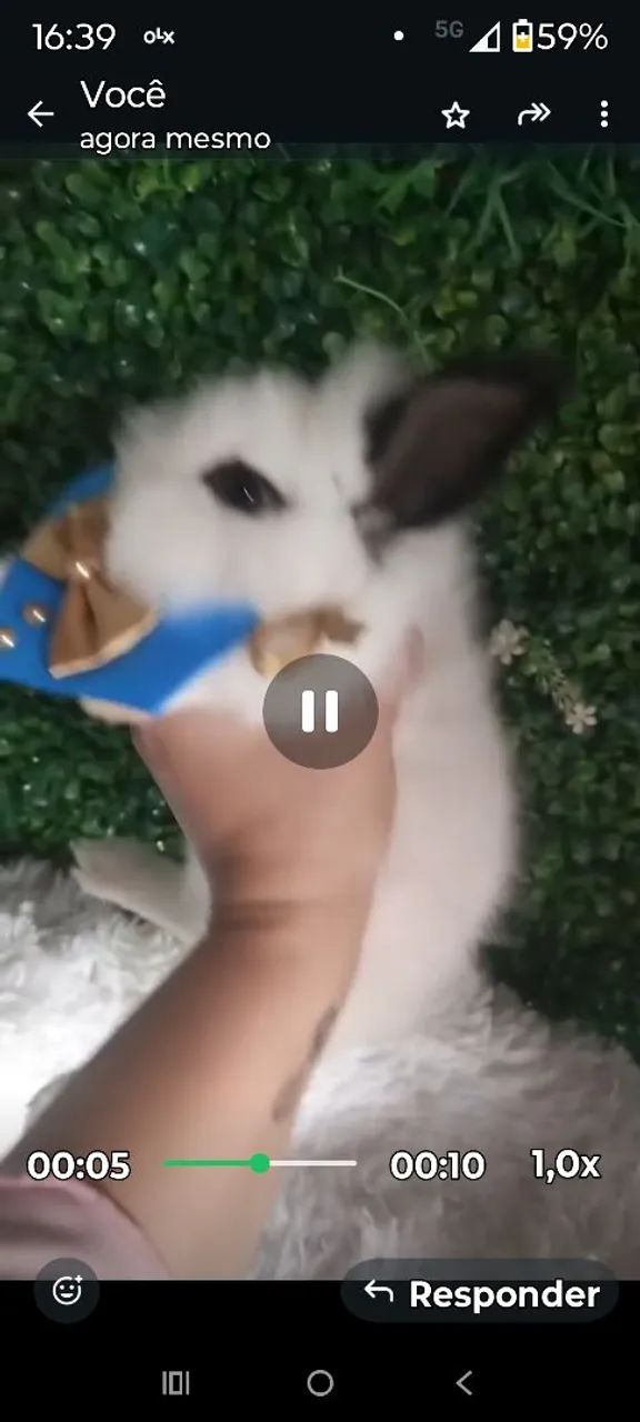 Coelhos mini Lion  - Foto 2