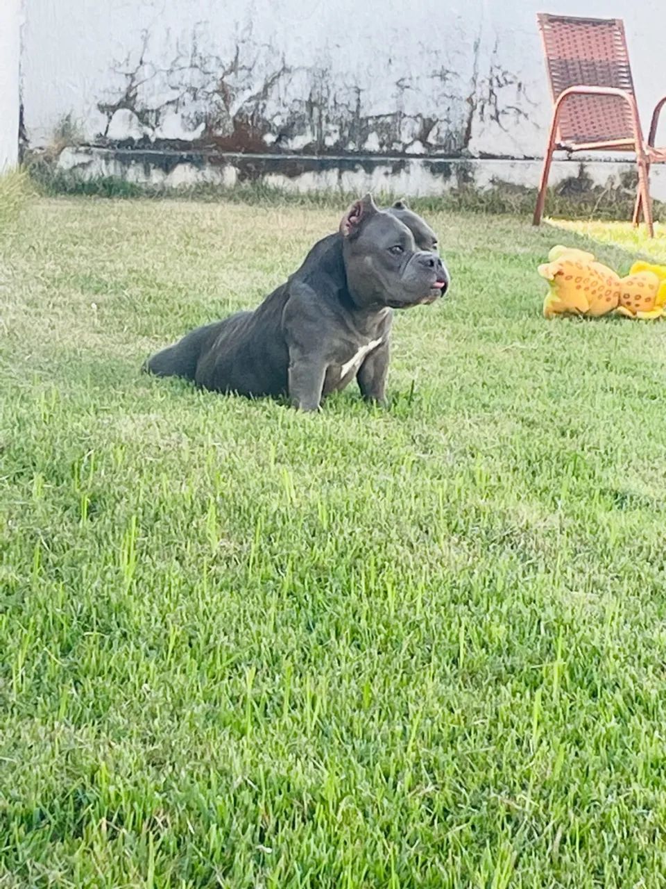 Cachorro 