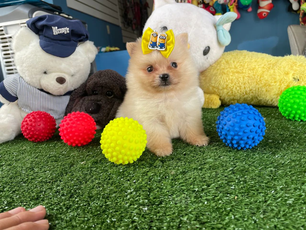 Spitz alemão macho anao $2.200,00