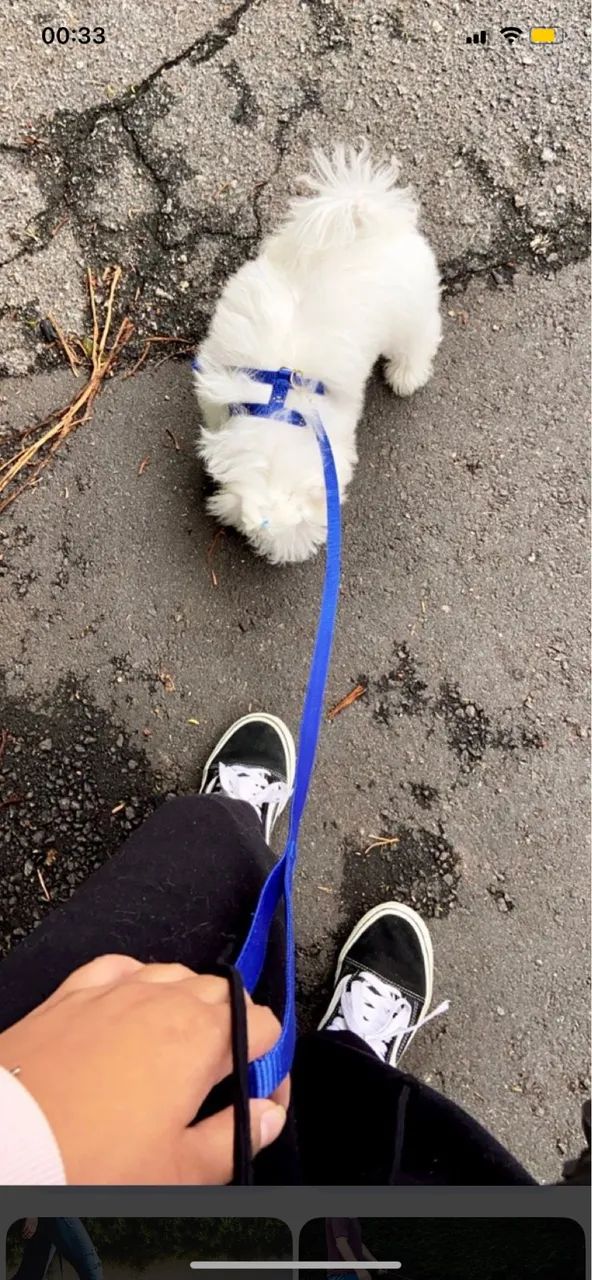Passeio com cães em SP 