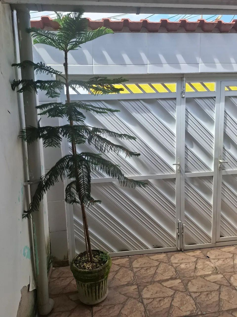 Planta com vaso Araucária ornamental - Foto 2