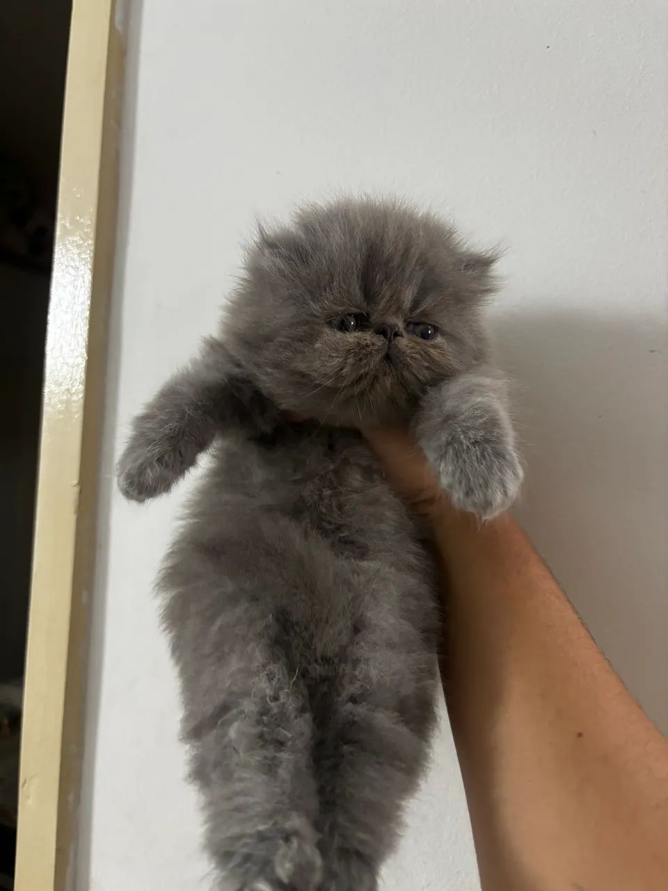 Vendo filhotes de gato persa