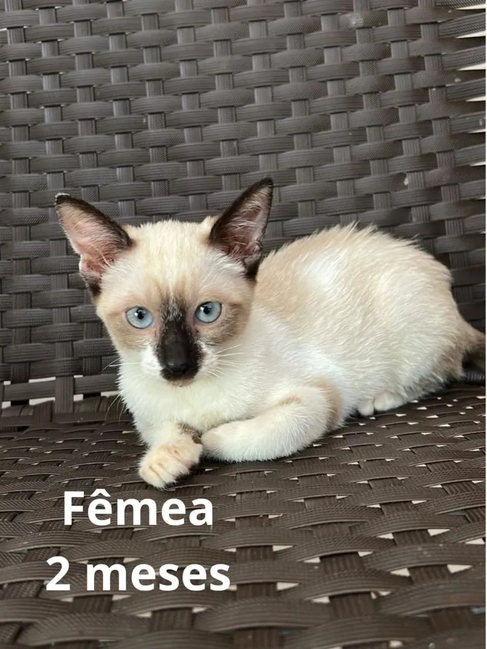 DOAÇÃO RESPONSÁVEL? - Foto 3