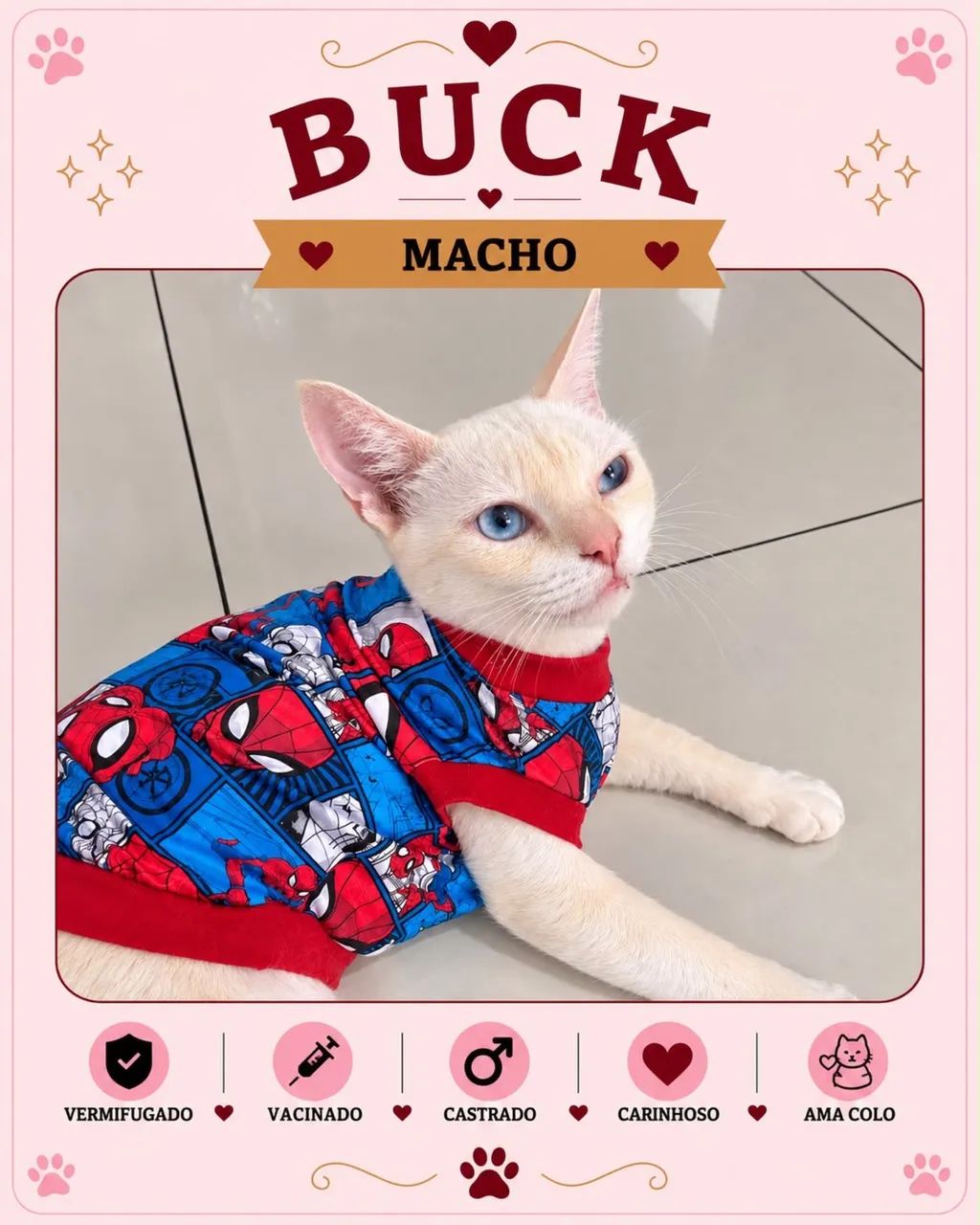 Gato para adoção  - Foto 3