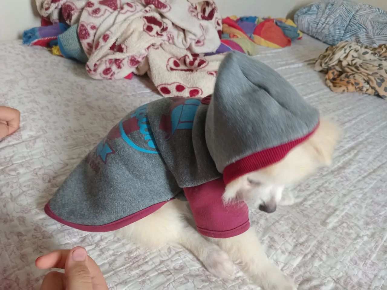 Roupinha de cachorro  - Foto 4