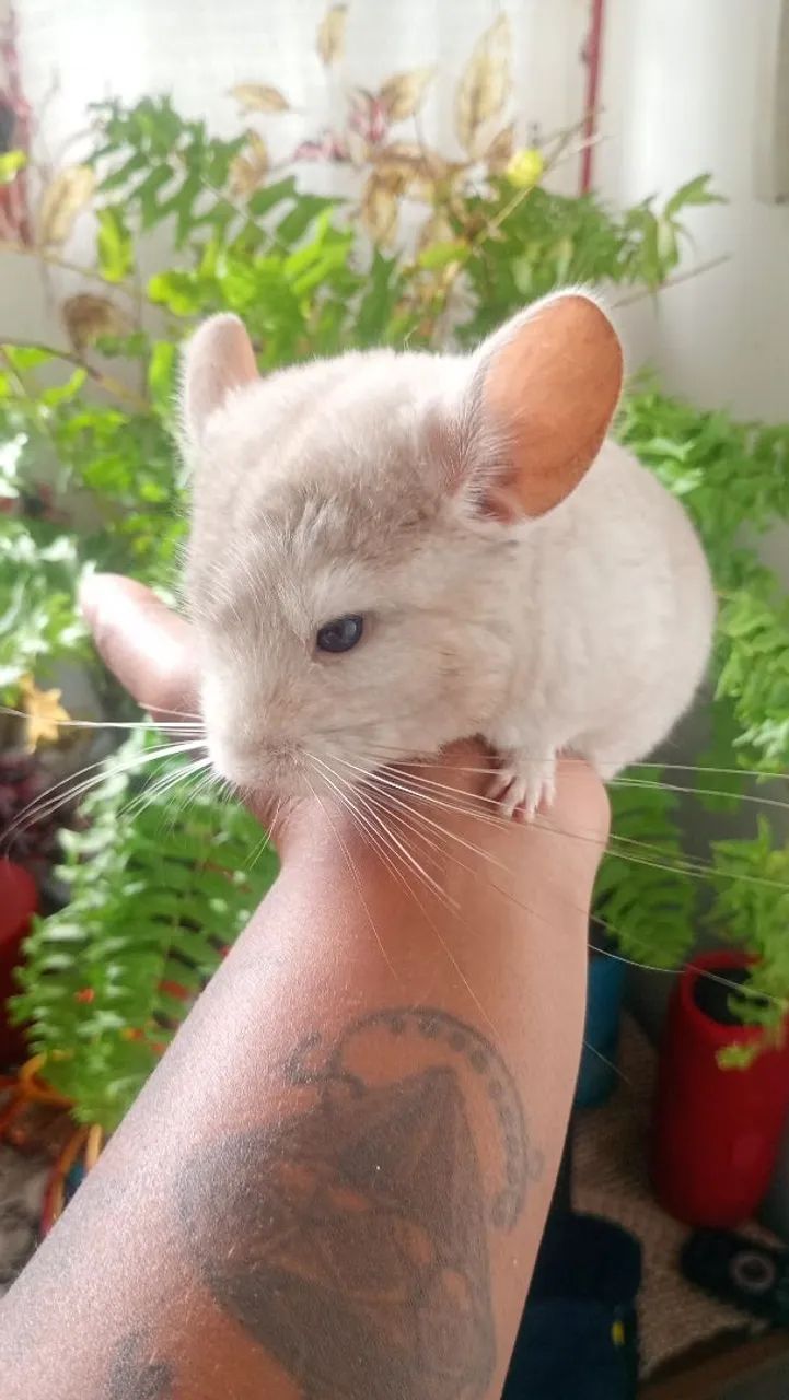 Chinchila macho 