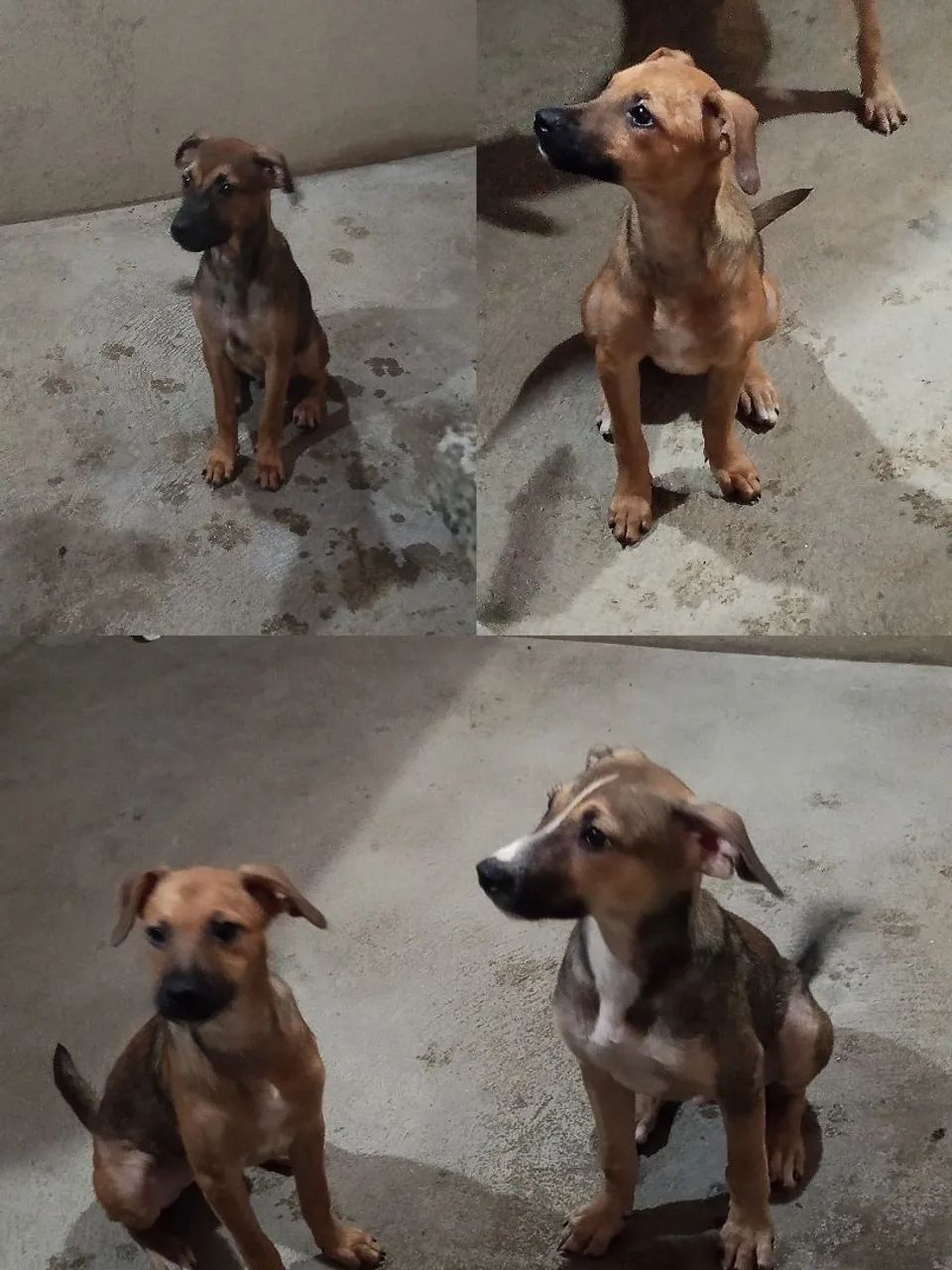 CÃES FILHOTES PARA ADOÇÃO RESPONSÁVEL 