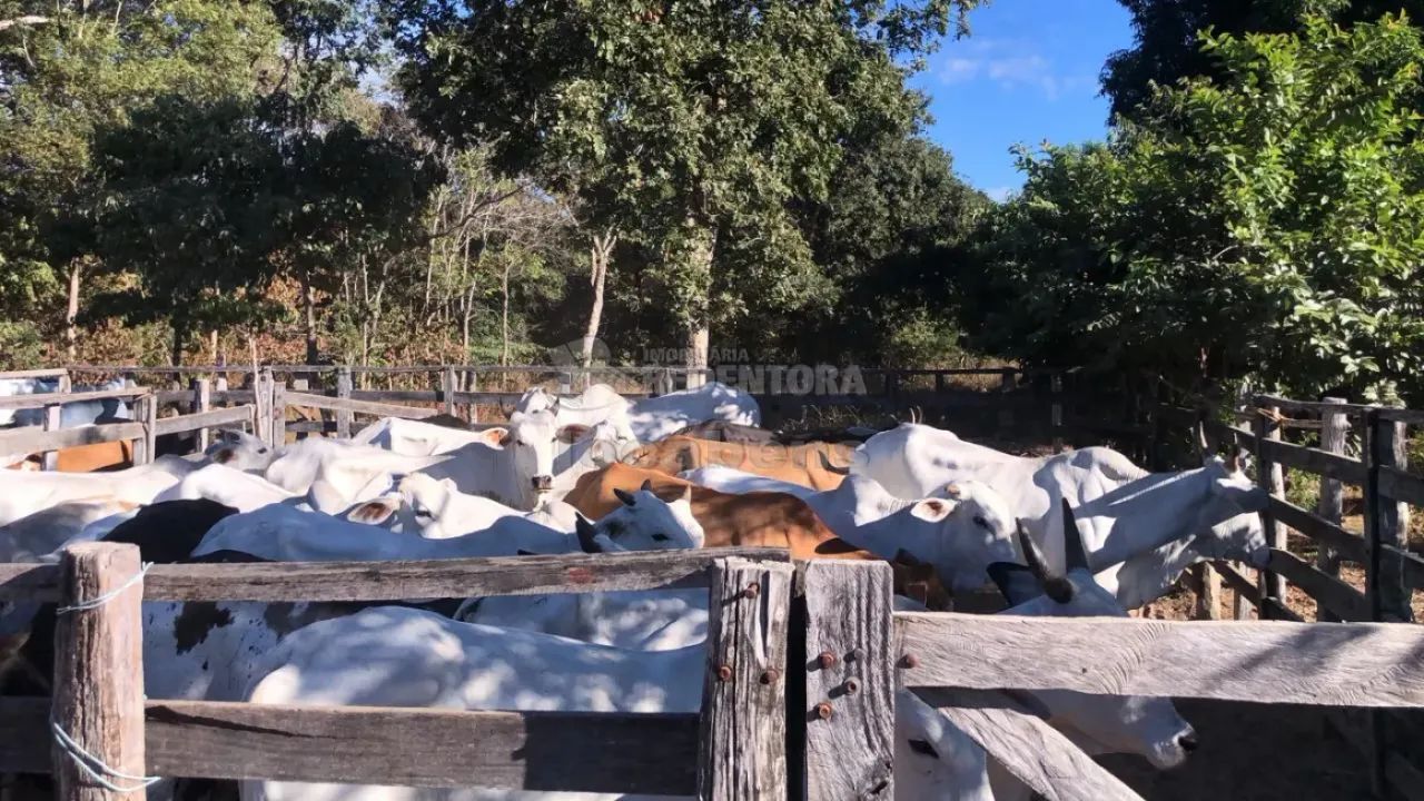 Fazenda | Urucuia - Foto 2