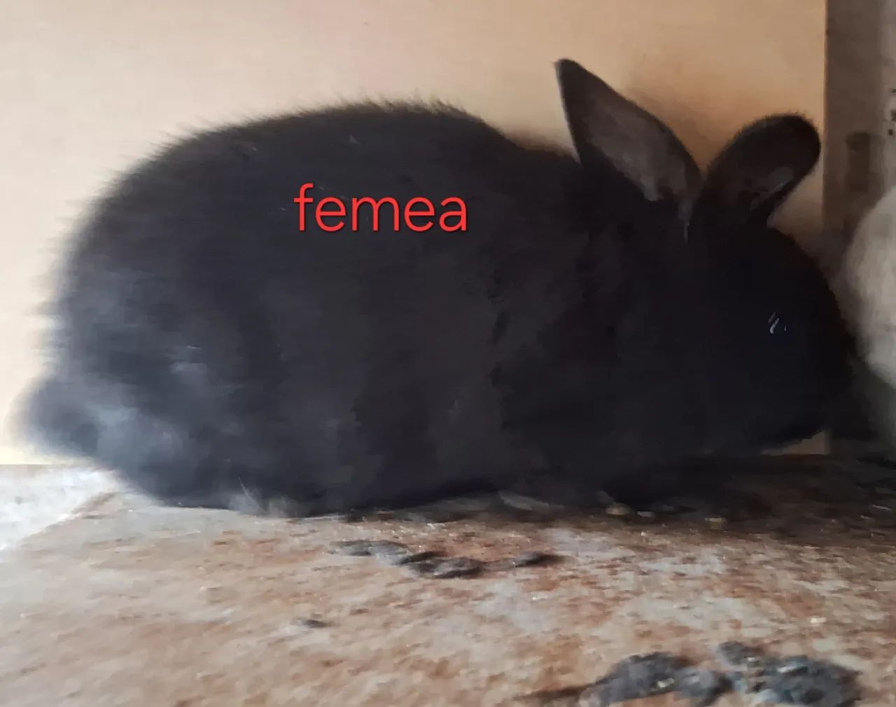 Filhote femea de mini lop